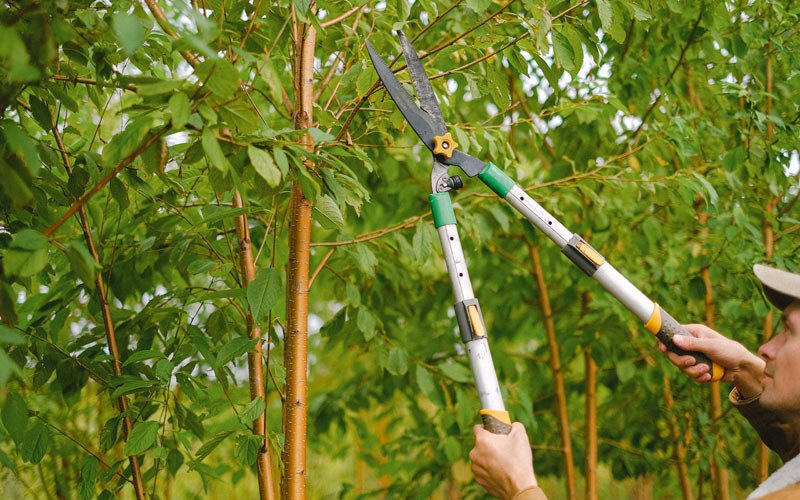 Tree trimming in East Greenbush, NY